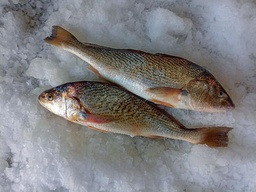 Corvina blond